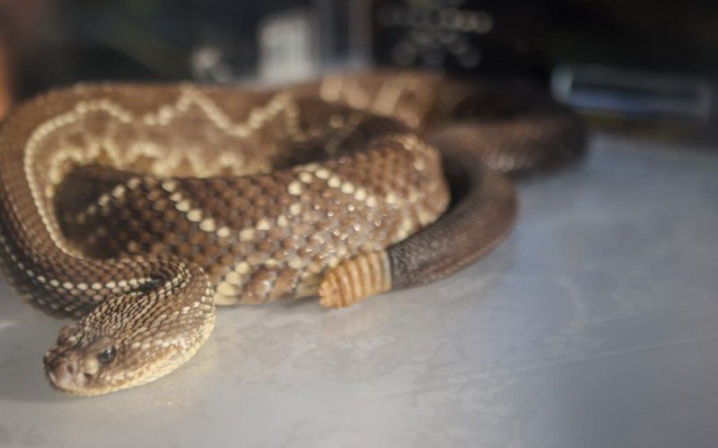 EXPOINTER 2024: Animais peçonhentos fazem parte de exposição inusitada na Casa Emater | abc+