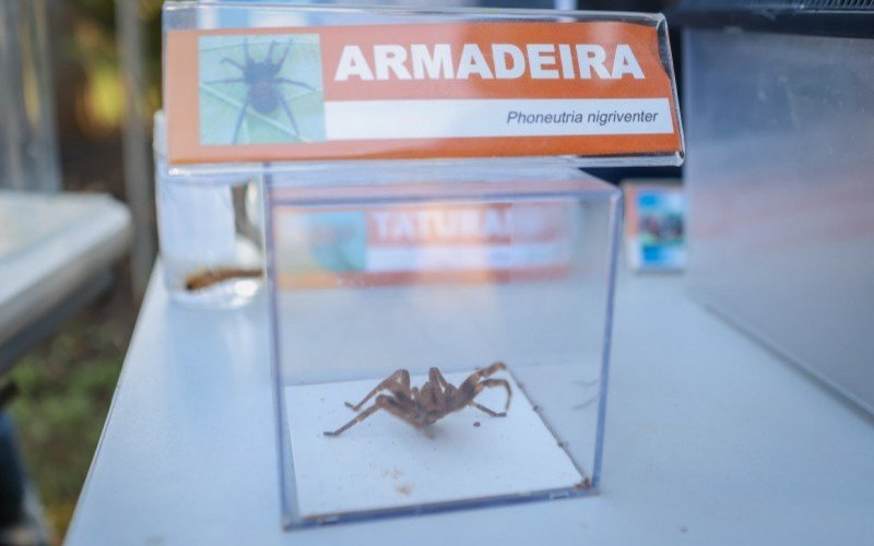 EXPOINTER 2024: Animais peçonhentos fazem parte de exposição inusitada na Casa Emater | abc+