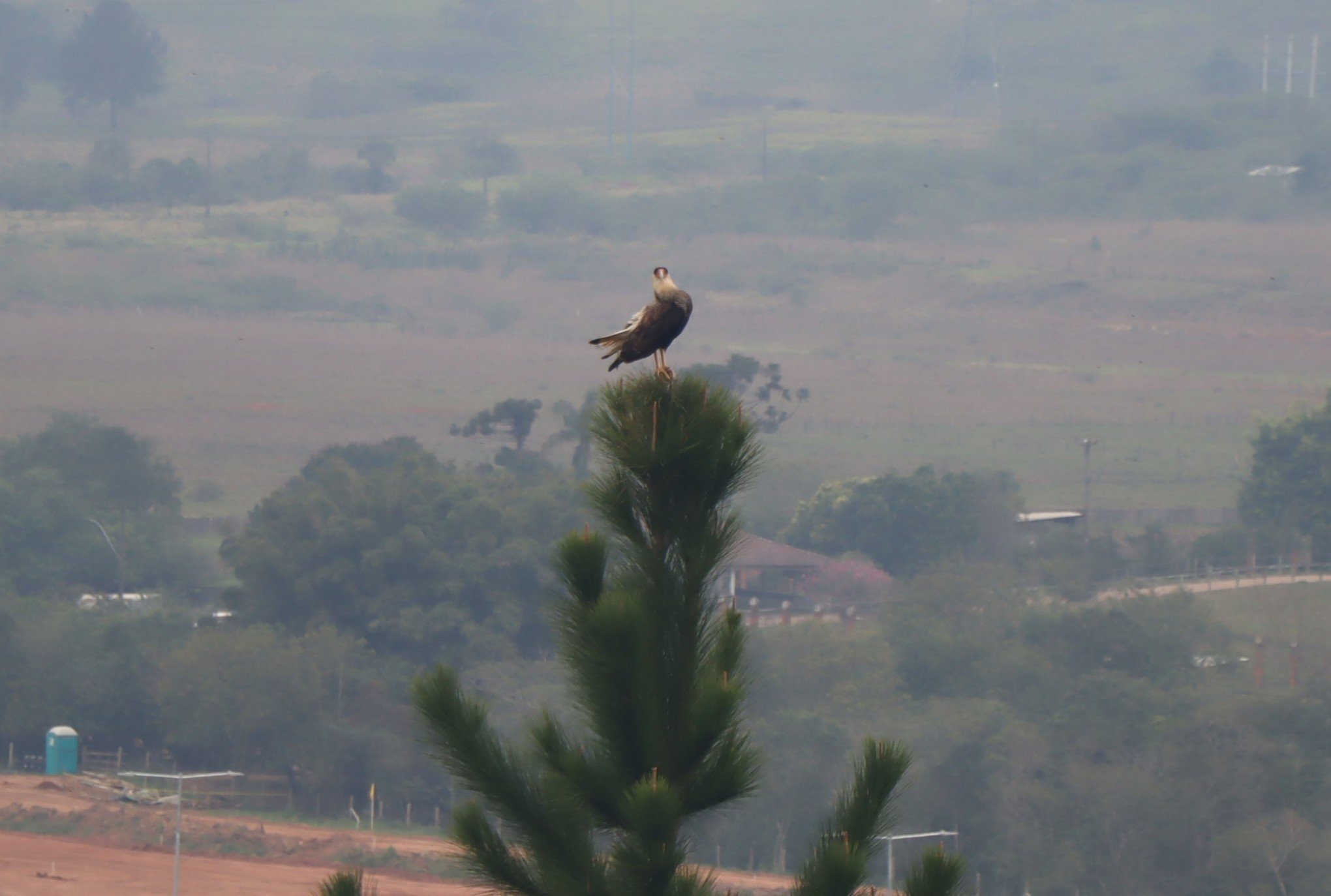 Que ave é essa? Visita inusitada chama atenção em meio à paisagem urbana