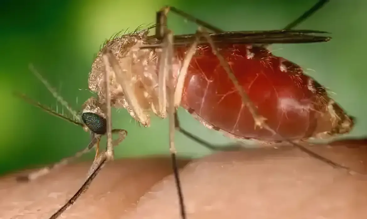 Brasil investiga morte por febre do Oropouche no Paraná | abc+