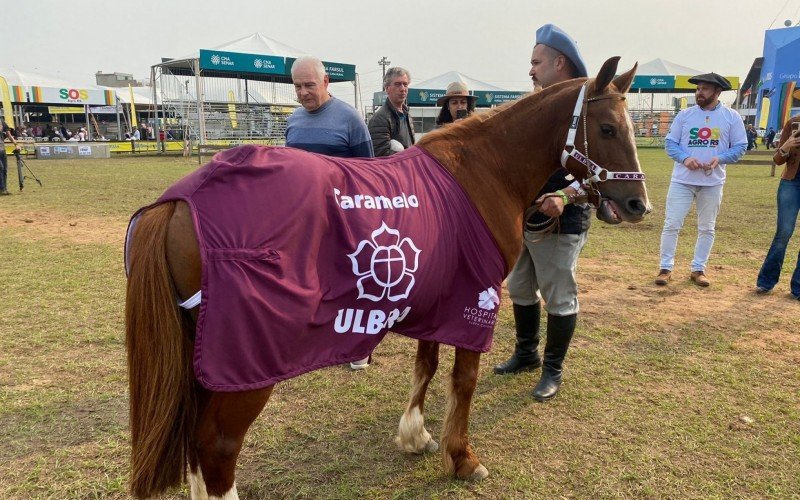 Cavalo Caramelo é celebridade na Expointer  | abc+