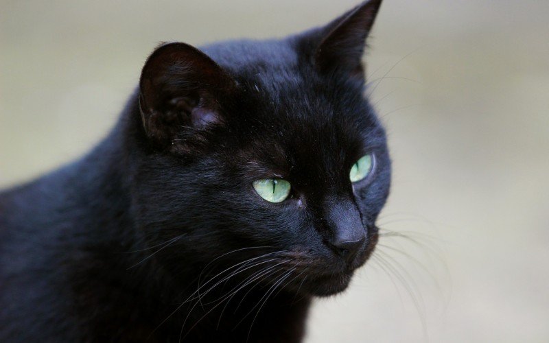 Censo Animal quer mapear população de cães e gatos em Nova Santa Rita