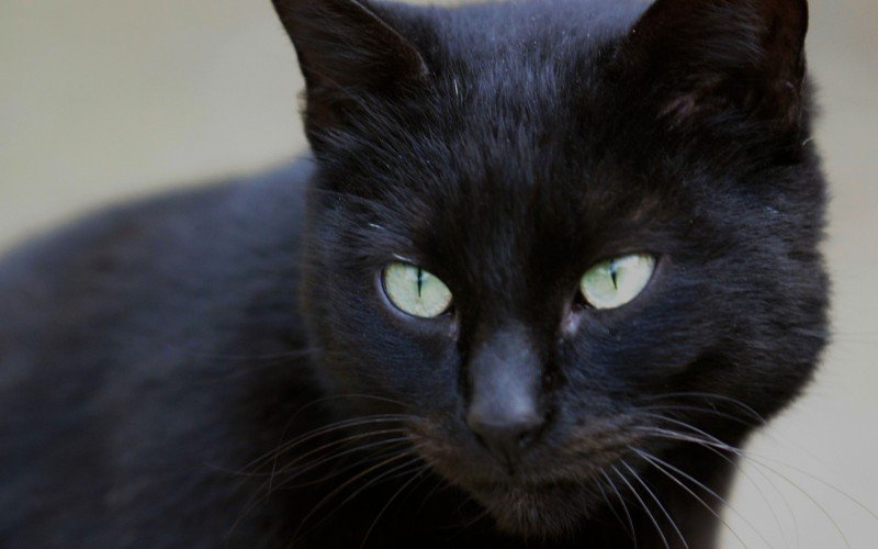 Castração de gatos acontece de segunda (6) até sexta-feira (10) | abc+