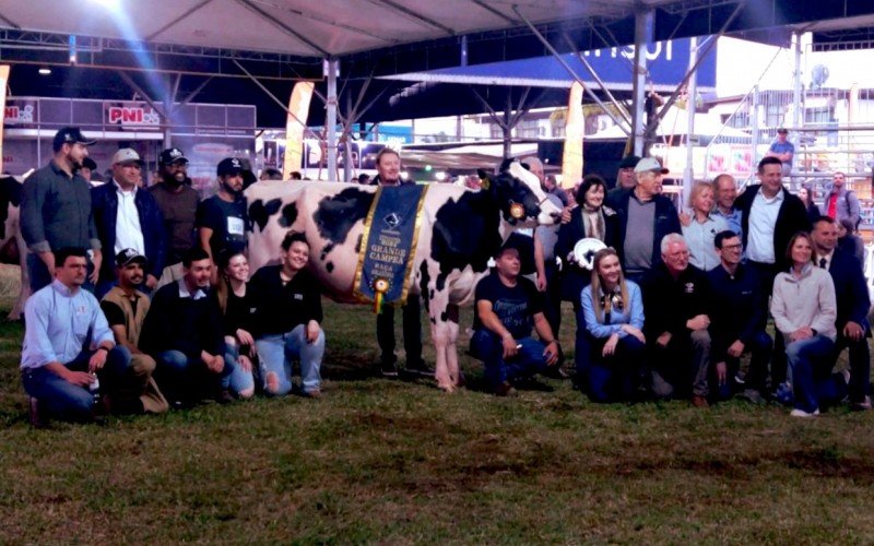 Criatório de Salvador do Sul leva grande campeonato da raça holandesa na Expointer | abc+