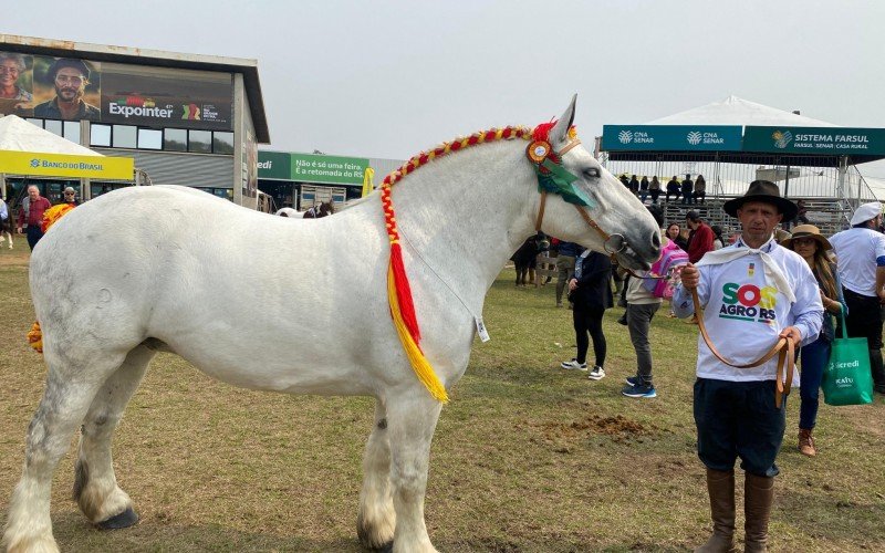 Raça Percheron é francesa e impressiona visitantes | abc+