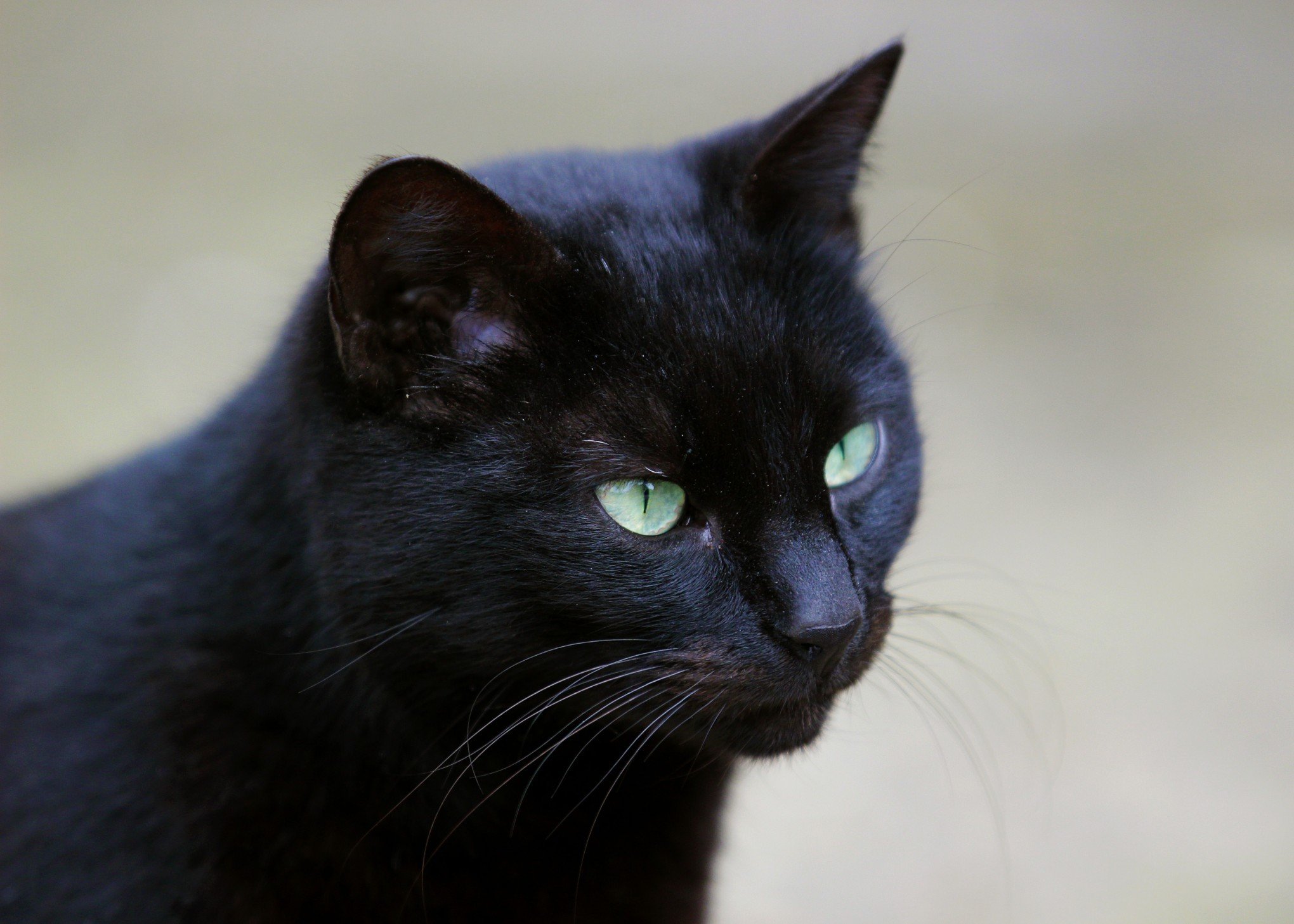 De olho nas políticas públicas, Nova Santa Rita começa censo de cães e gatos