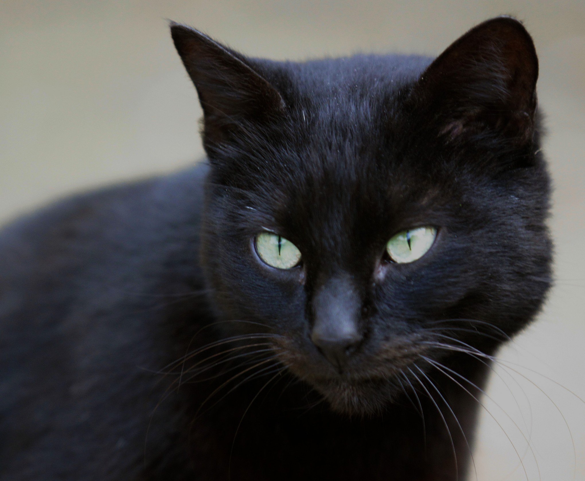 Secretaria promove castração de gatos a partir desta segunda-feira em Canoas