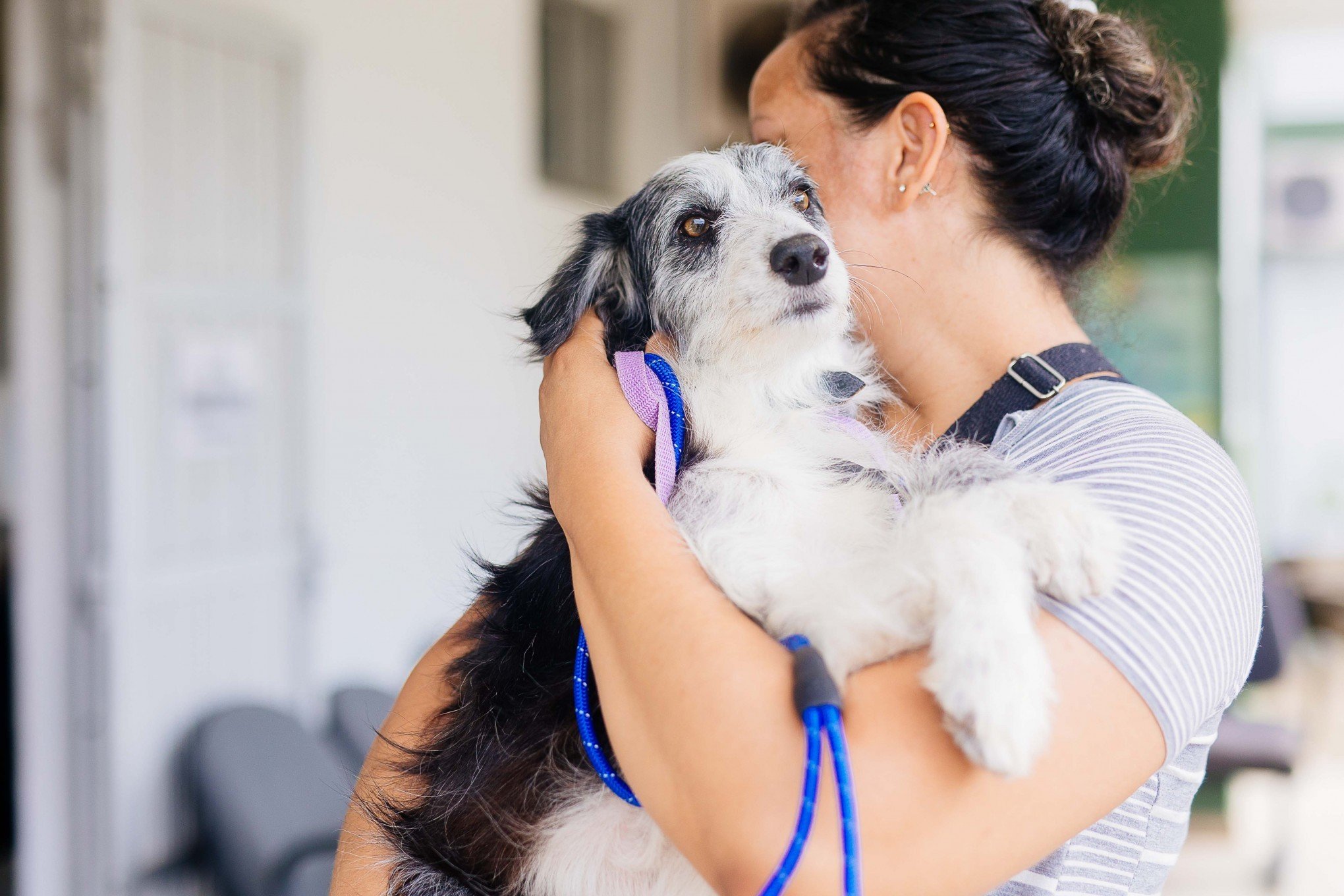 Prefeitura abre inscrições para castração de animais nesta sexta-feira