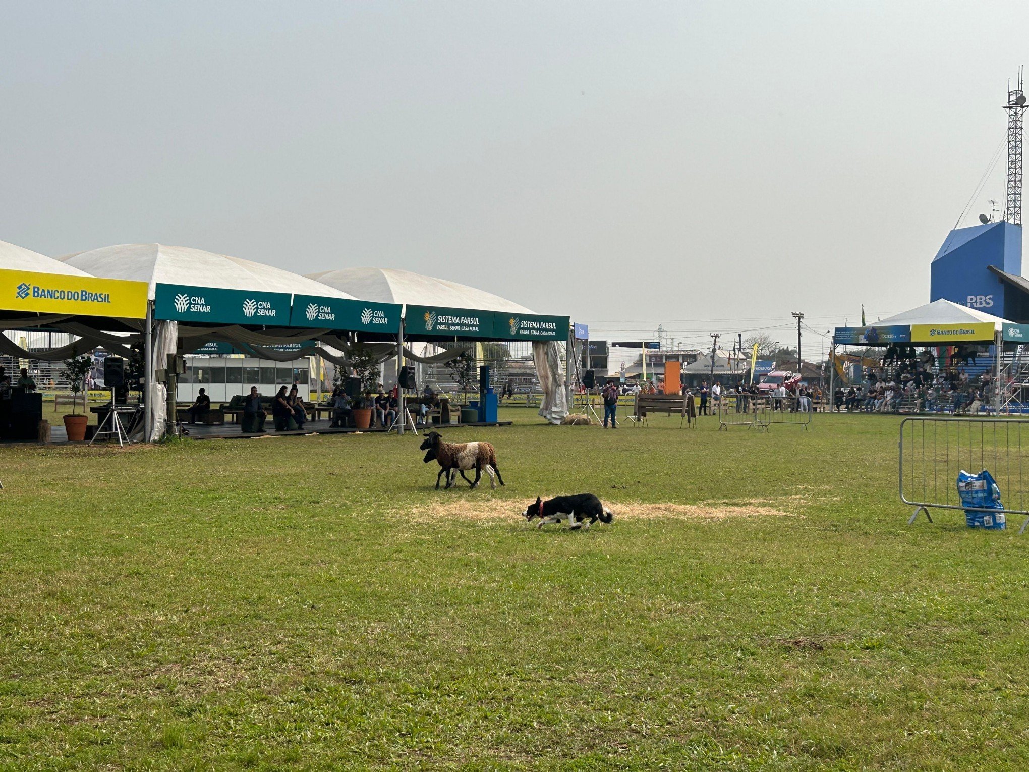 VÍDEO: Cães de pastoreio dão show no penúltimo dia de Expointer