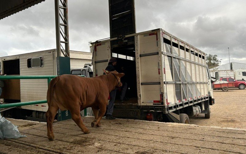 Segunda-feira é de retorno dos animais que participaram da Expointer | abc+