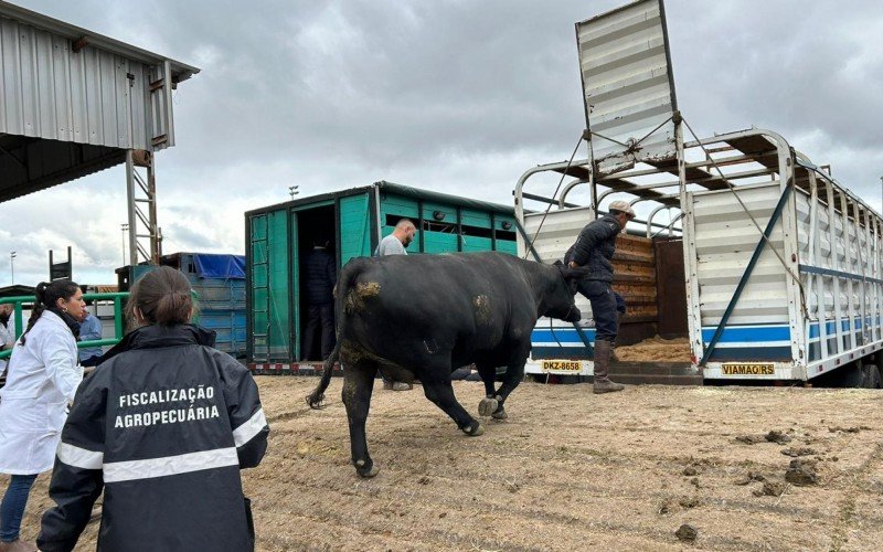 Segunda-feira é de retorno dos animais que participaram da Expointer | abc+