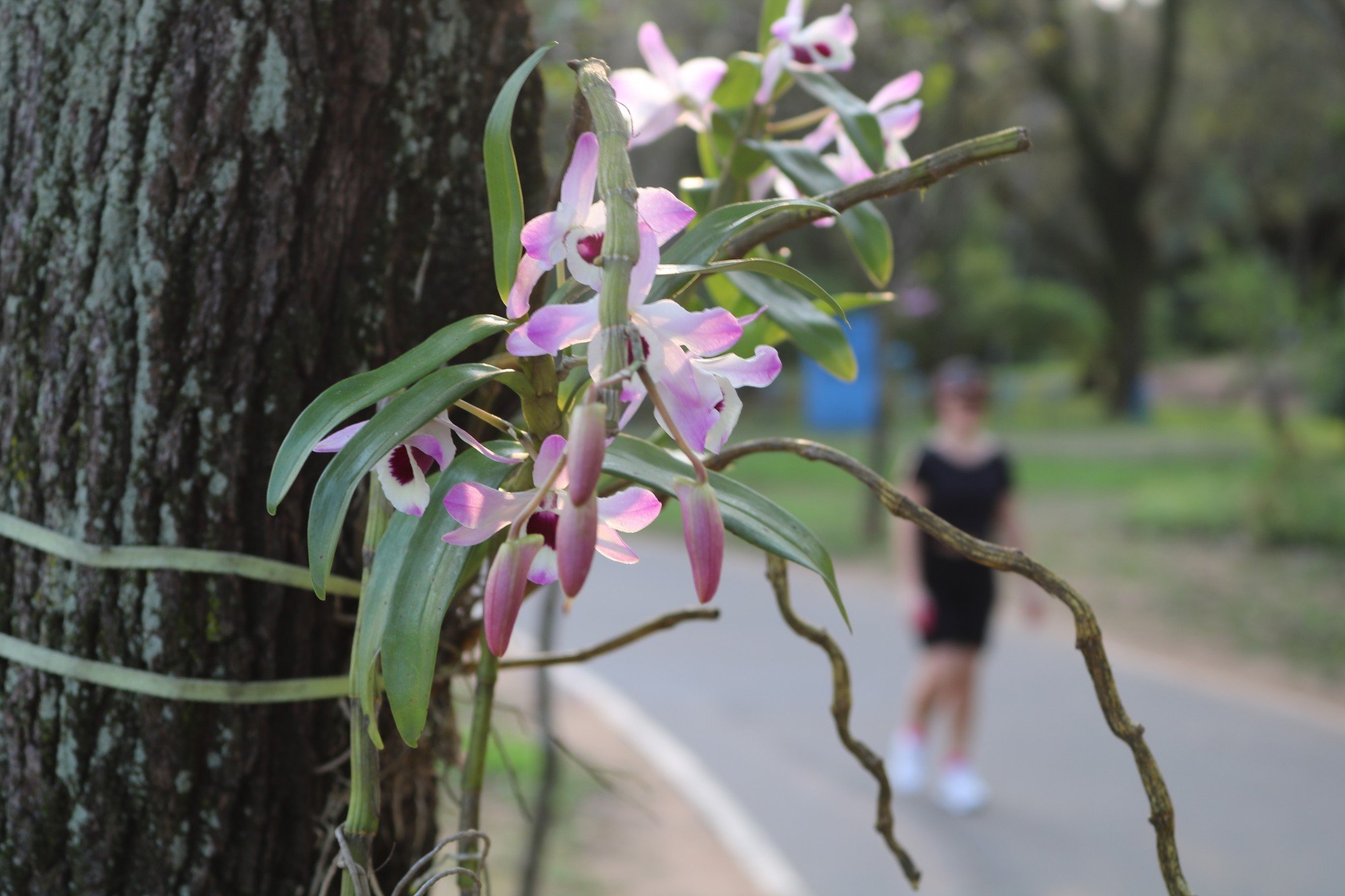 Orquídeas embelezam ciclovia e Parcão ao longo da Avenida dos Estados | abc+