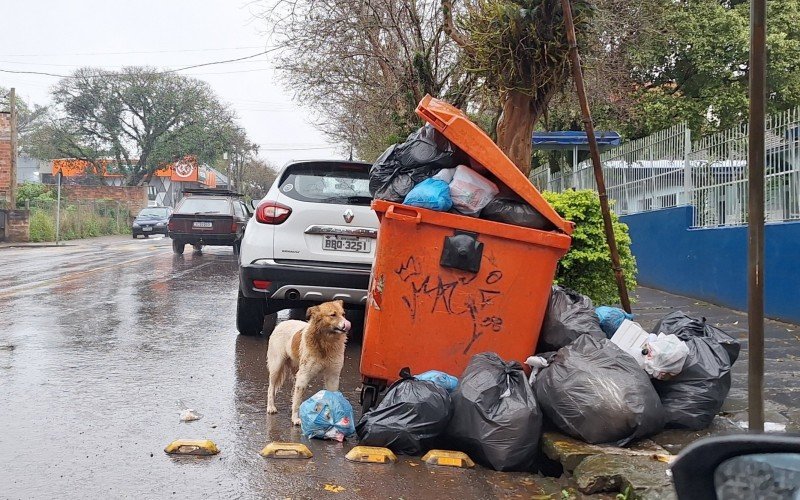 Cães abandonados na Lomba Grande preocupam protetoras da animais | abc+