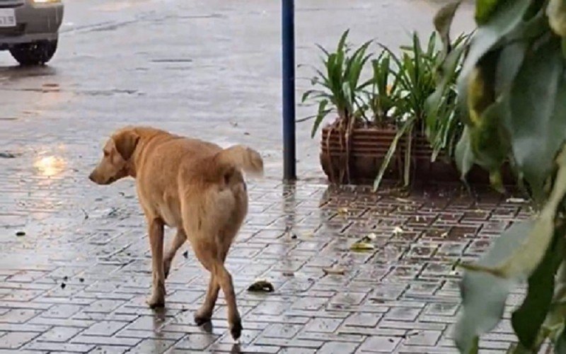 Cães abandonados na Lomba Grande preocupam protetoras da animais | abc+