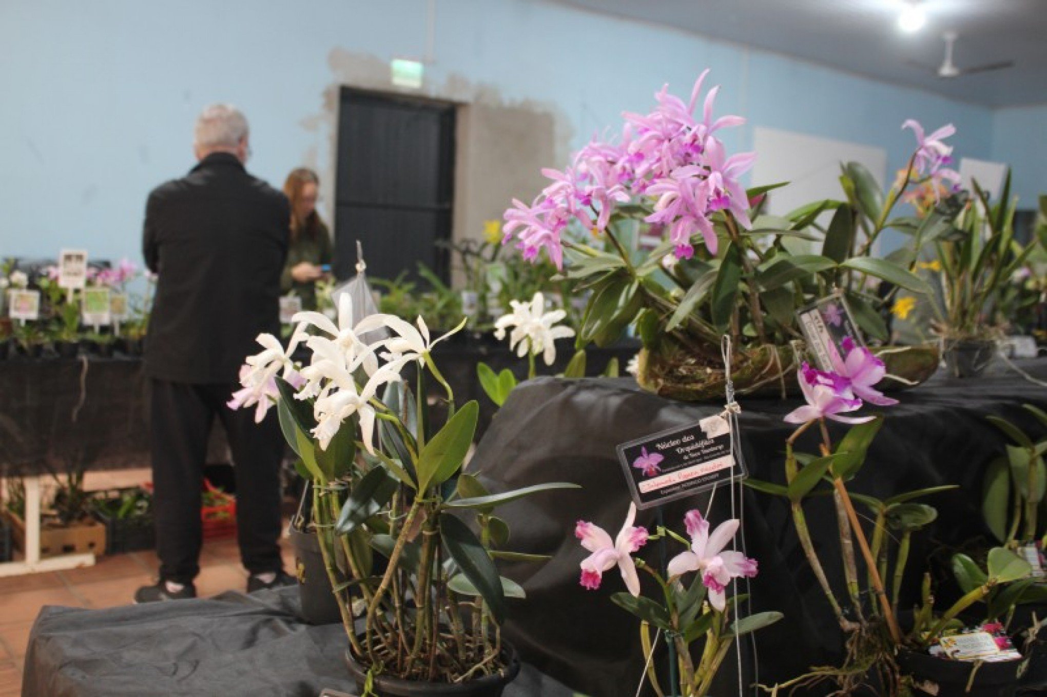 Mostra de orquídeas ocorre neste fim de semana | abc+