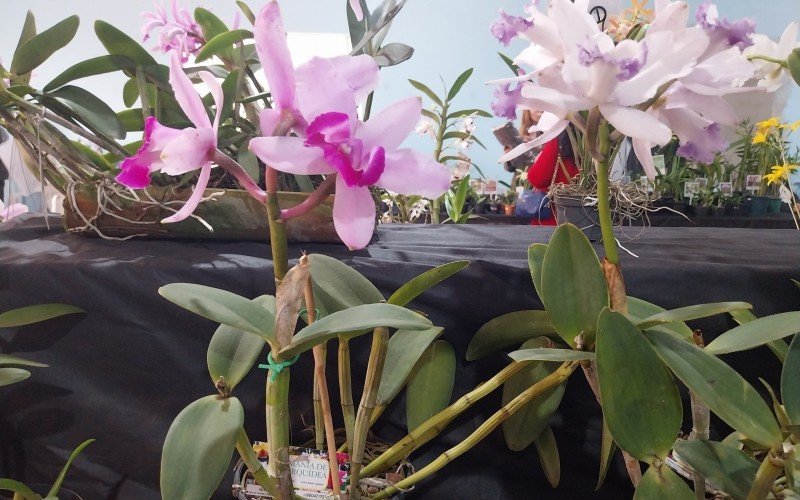 Mostra e comercialização de orquídeas