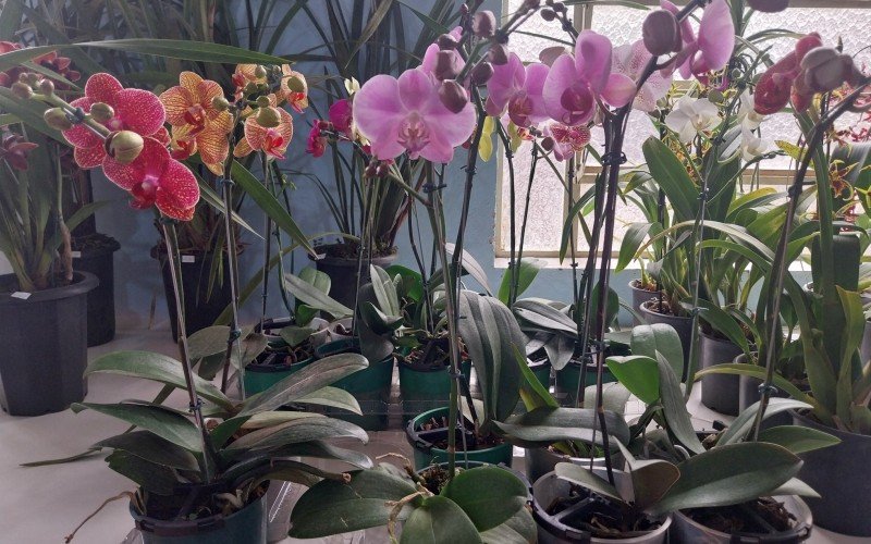 Mostra e comercialização de orquídeas