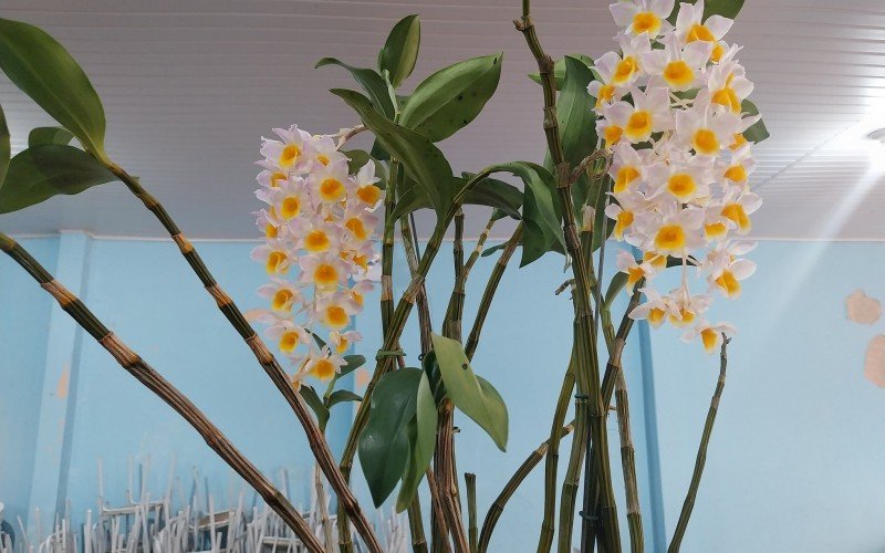 Mostra e comercialização de orquídeas