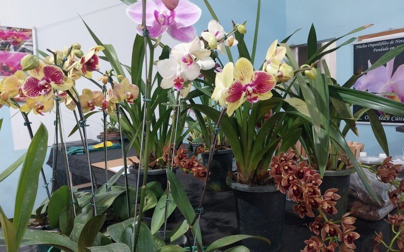 Mostra e comercialização de orquídeas