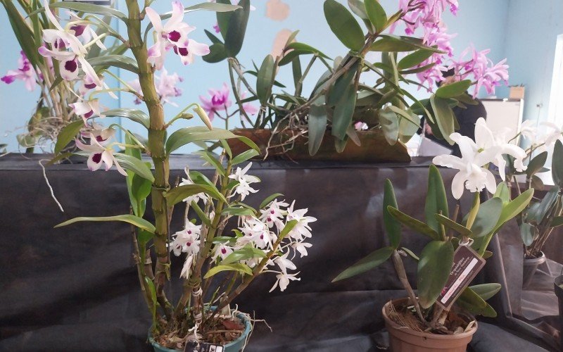 Mostra e comercialização de orquídeas