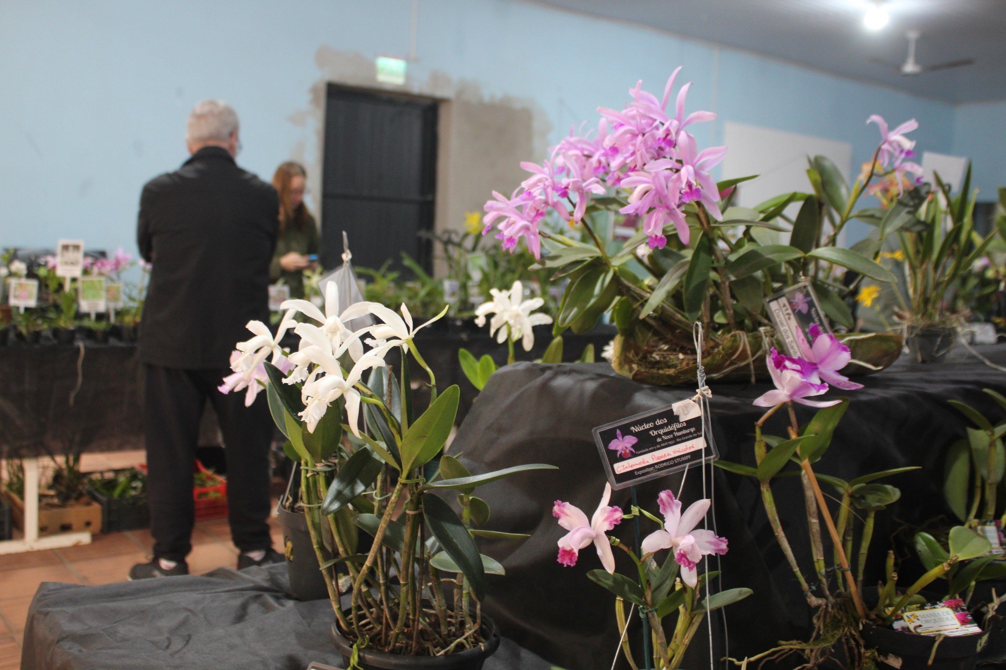 Mostra de orquídeas contará com curso de cultivo; saiba como participar