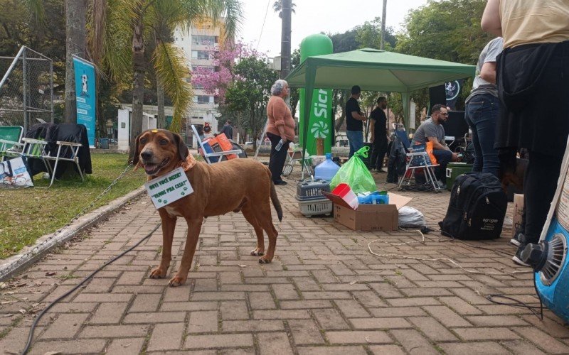 Espaço de adoção conseguiu novos lares para nove animais neste sábado (7)  