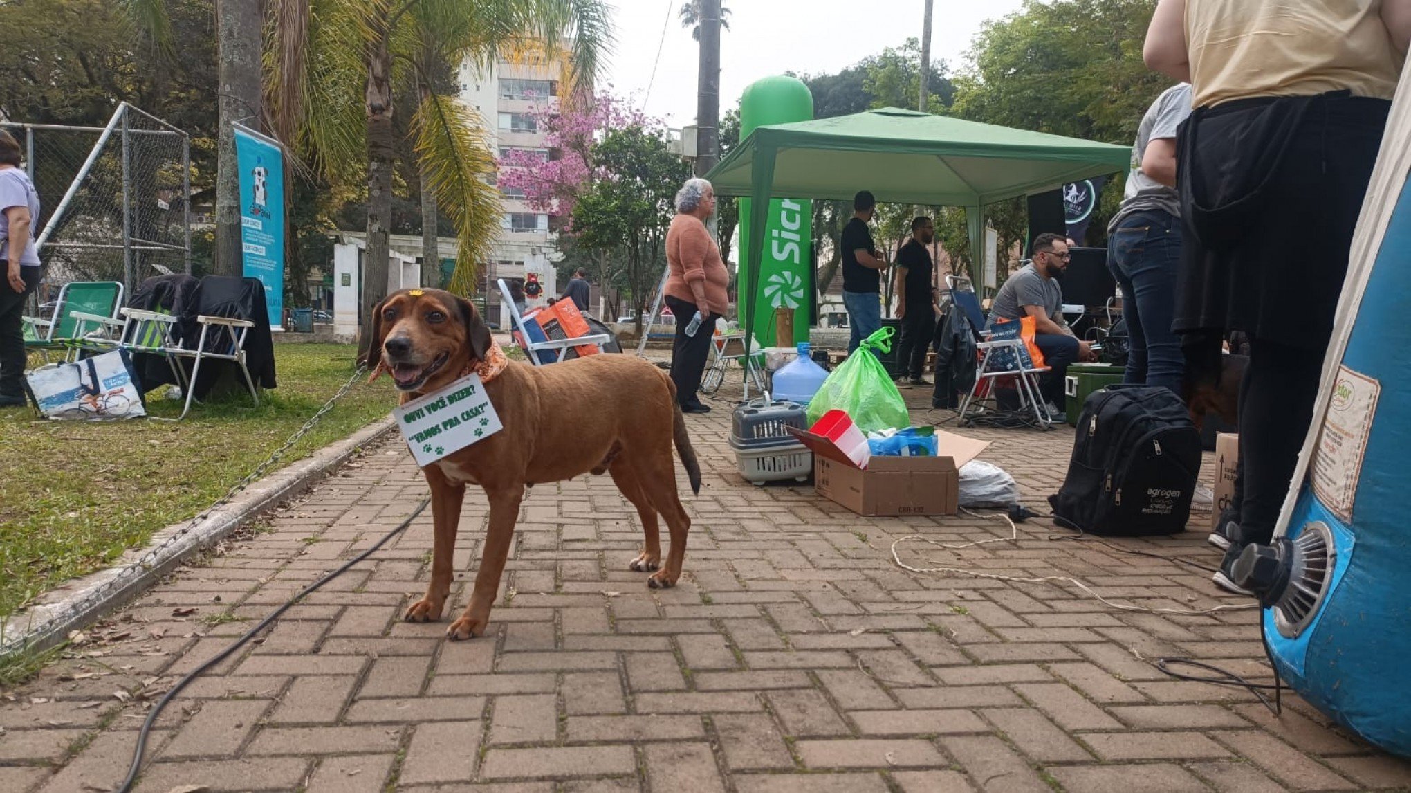 Cães resgatados da enchente que seguem em abrigo serão levados para o Canil Municipal