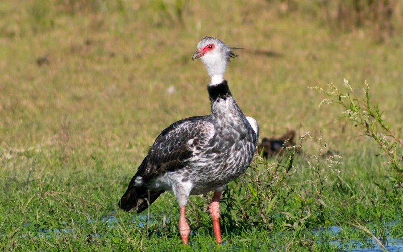 Denúncia aponta que aves da espécie tachã-do-sul estão morrendo por choque em fios de alta tensão em Lomba Grande | abc+