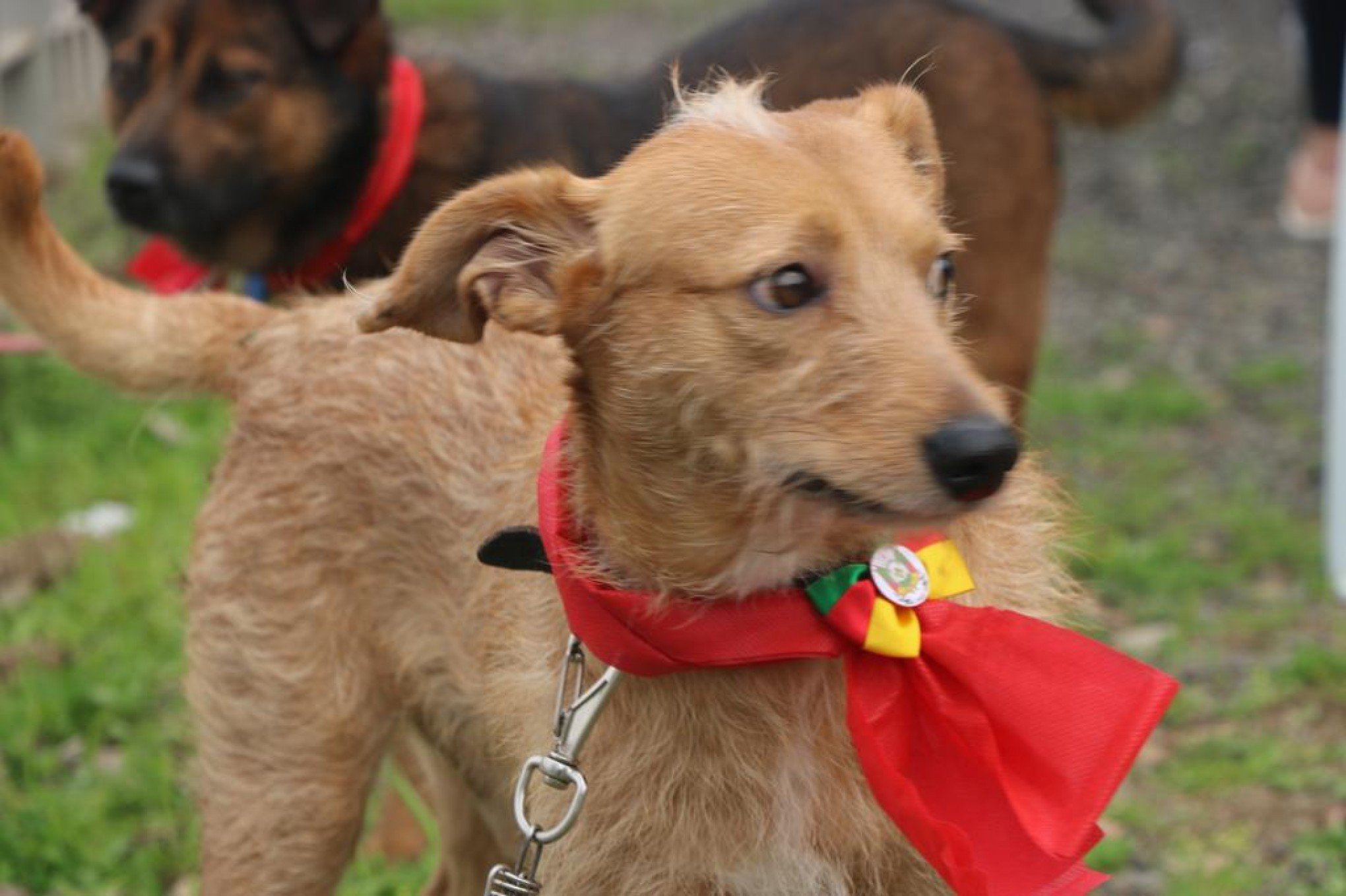 Pensando em adotar um pet? Piquete Adotchê faz evento com animais resgatados na enchente