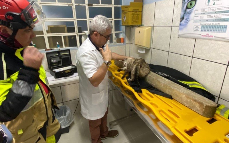 Gato foi salvo pela equipe do Corpo de Bombeiros de Canela