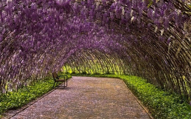 Túnel de Glicínias do Mátria é o segundo maior do mundo e está florido para evento