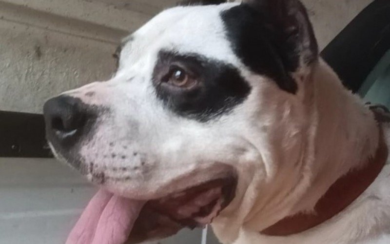 Pitbull agredido com pedaço de madeira é enviado para santuário da raça em São Paulo; entenda motivo