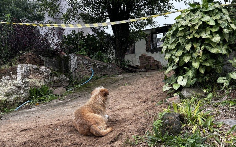 O cão vira-lata Chico ficou diante do imóvel durante toda a manhã | abc+