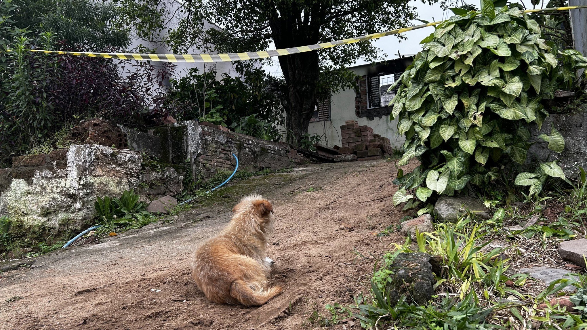 "A dor está em todos nós e parece que Chico sente": Cão tem atitude inesperada após ser resgatado de casa em chamas