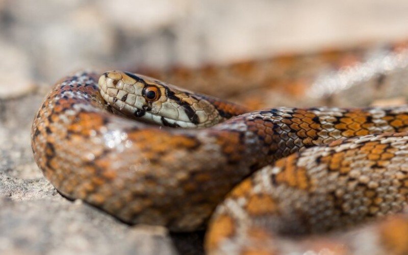 Mulher fica mais de uma hora enrolada por cobra gigante na Tailândia | abc+