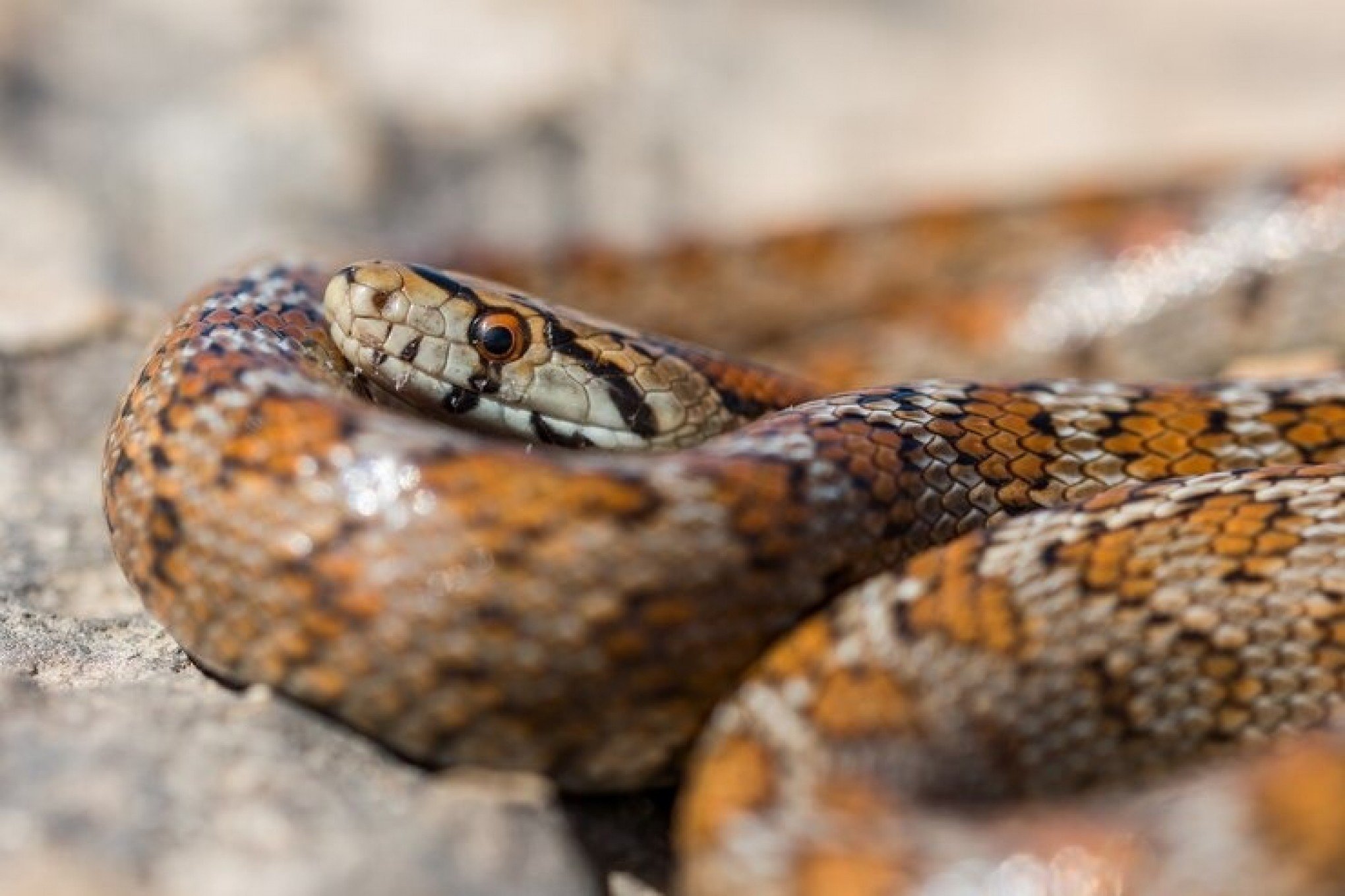 Mulher fica mais de uma hora enrolada por cobra gigante; veja como ela sobreviveu