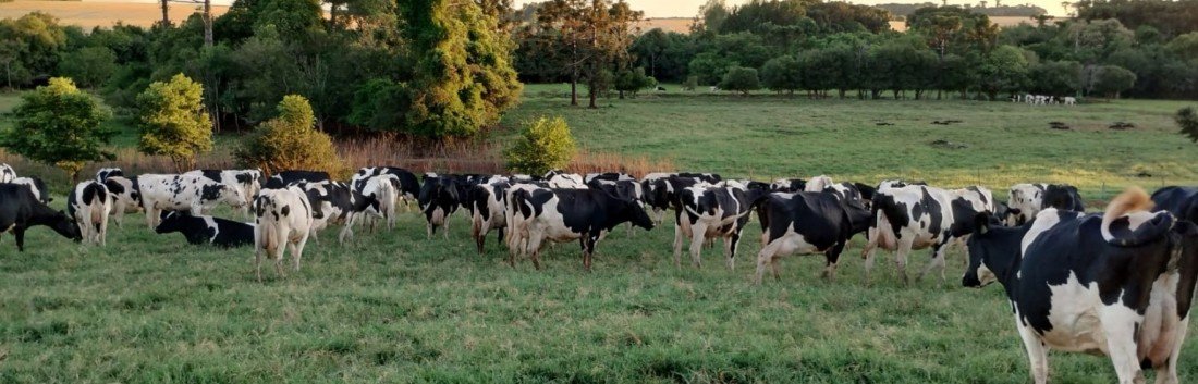 Rio Grande do Sul vive o desafio da perda de produtores de leite ao longo dos anos; neste contexto, a permanência dos jovens na atividade ganha espaço de discussão entre representantes do setor leiteiro | abc+