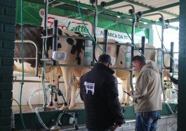 Cadeia leiteira: o que é preciso para que os jovens permaneçam na propriedade rural?