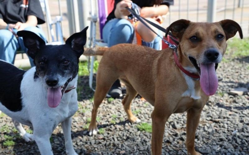 Feira de adoção de animais resgatados da enchente em Porto Alegre encerra neste domingo (22) | abc+