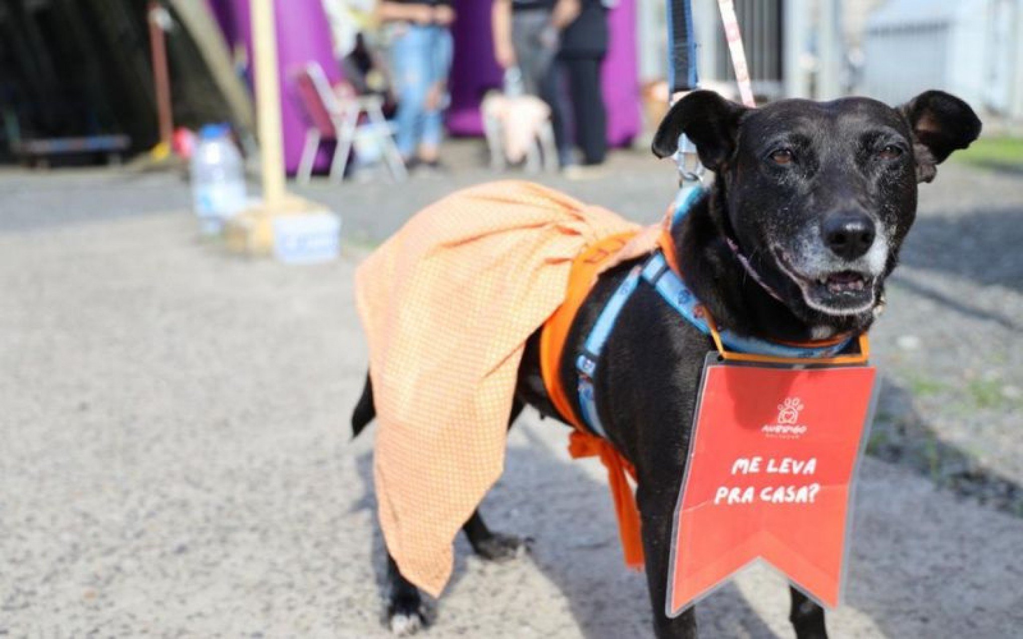 Feira de adoção de animais Piquete Adotchê encerra neste domingo