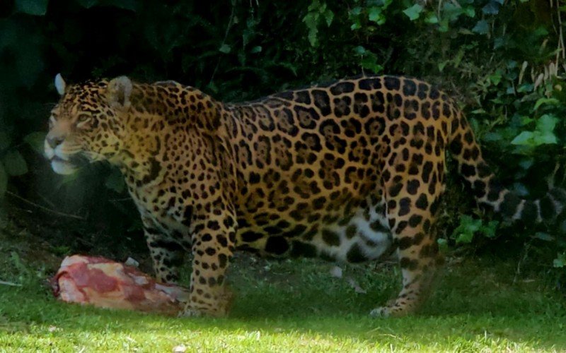 Onça pintada participa de atividade de enriquecimento ambiental