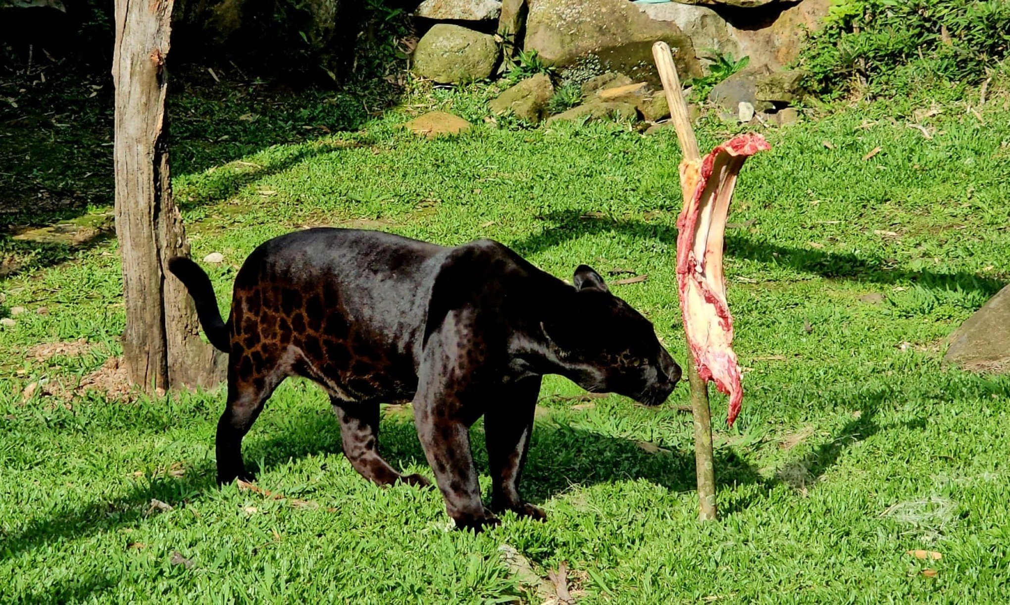 Costelão para onças e porongo com erva-mate para macacos marcam celebração de aniversário do zoo de Gramado