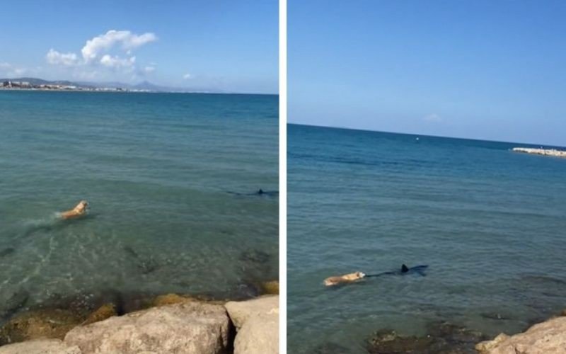 Cachorro nadou atrás de tubarão-azul na praia de Valência, Espanha, e vídeo viralizou nas redes sociais | abc+