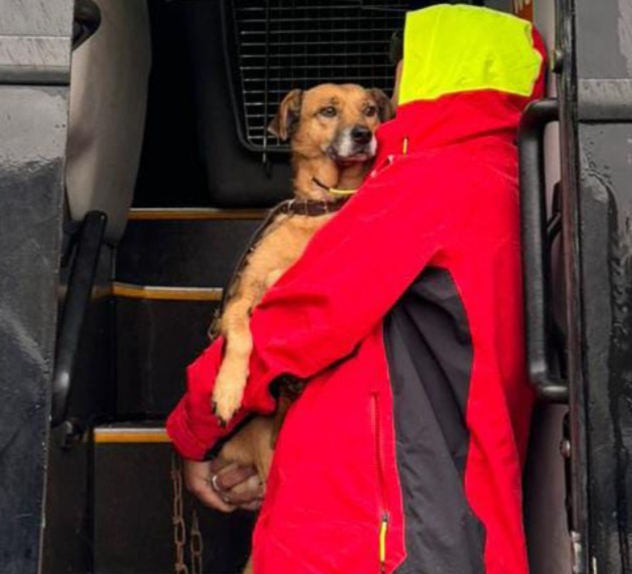 Mais cinco cães resgatados da enchente em São Leopoldo são levados para outros estados