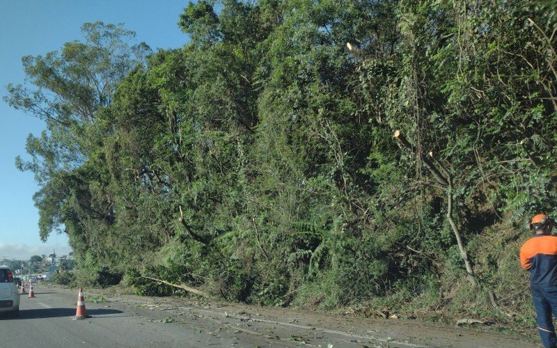 Poda de árvores na RS-240, em São Leopoldo  | abc+