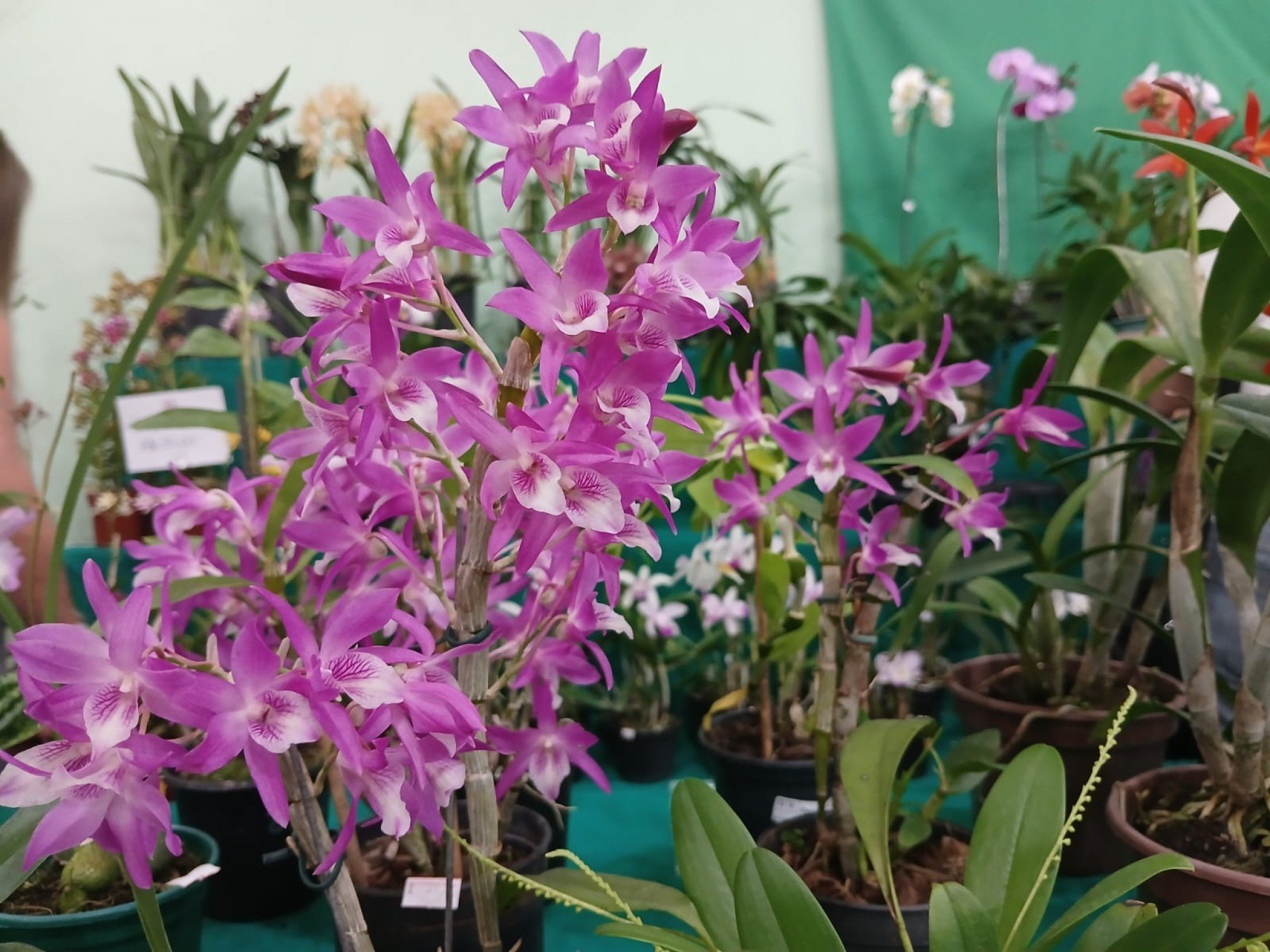 Oficina de cultivo de orquídeas ocorre em São Leopoldo dia 26; saiba como participar