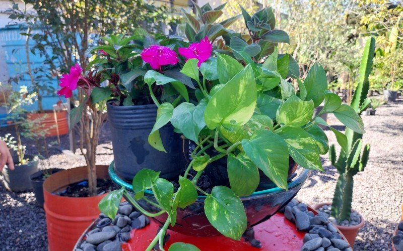 Reúna vários vasos um ao lado do outro sobre um recipiente para a que a planta mantenha-se com umidade por mais tempo | abc+