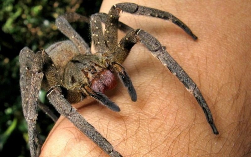 Phoneutria ou aranha-armadeira são uma das maiores causadoras de envenenamento no País | abc+