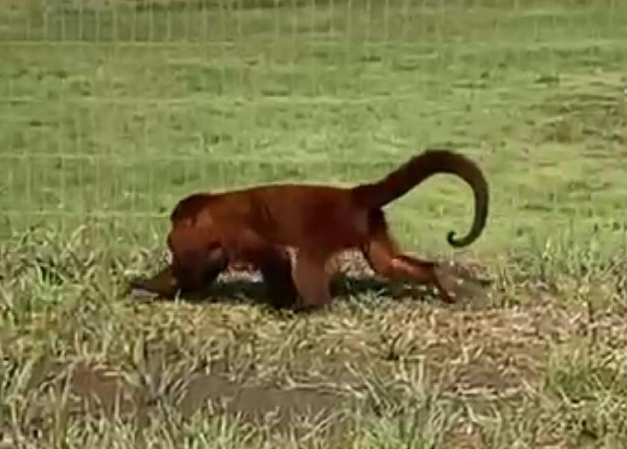 VÍDEO: Terceira cidade da região registra a presença de macaco em área urbana desde o fim de semana