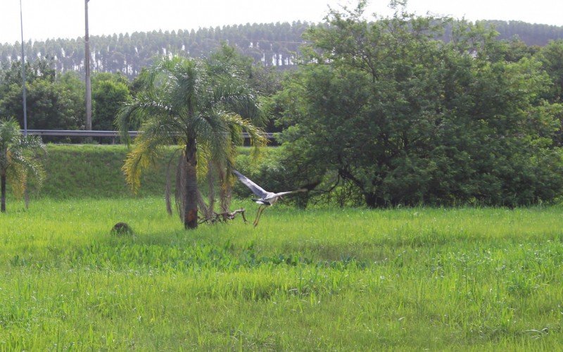 Cegonha Maguari avistada às margens da BR-116